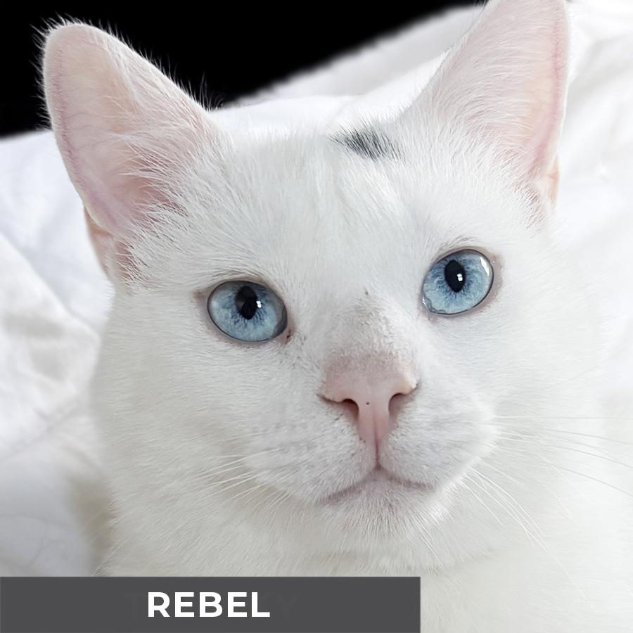 Enlarge Rebel, a ADOPTABLE Domestic Short Hair in Etobicoke, ON image 1/6