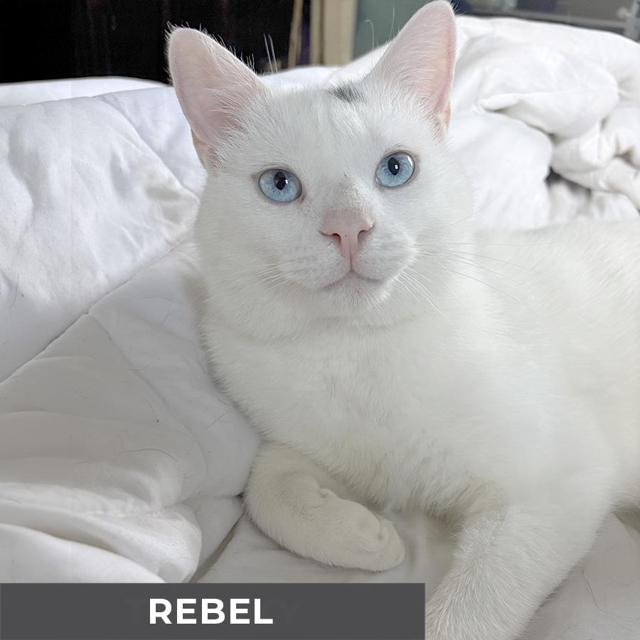 Enlarge Rebel, a ADOPTABLE Domestic Short Hair in Etobicoke, ON image 4/6