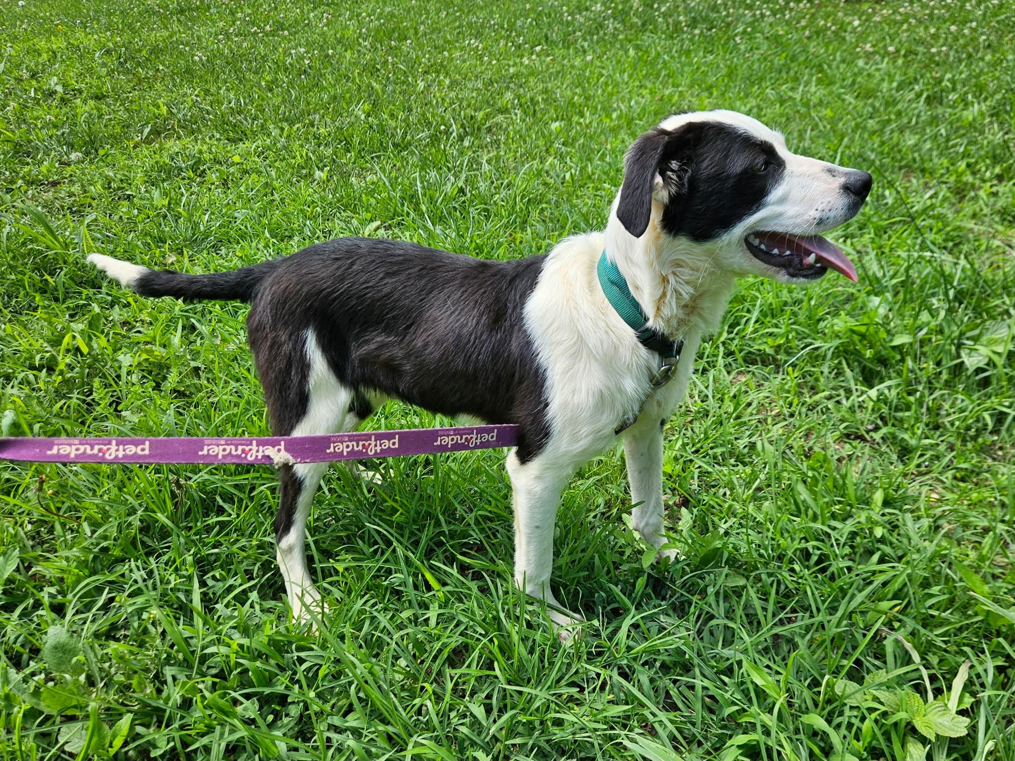PeeWee, a ADOPTABLE mixed breed in Hilham, TN image 4/5