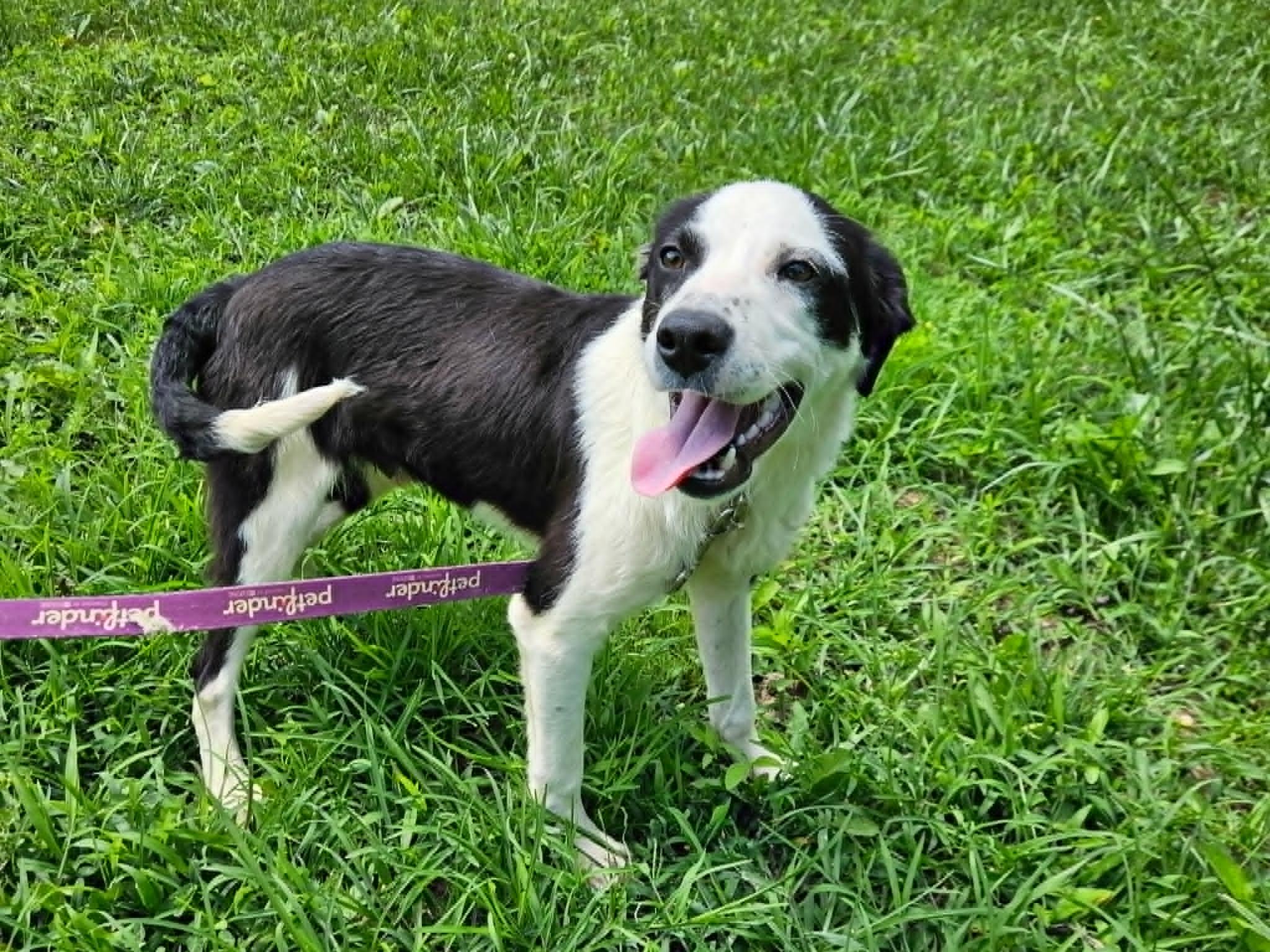 PeeWee, ADOPTABLE, Adult Male Terrier.