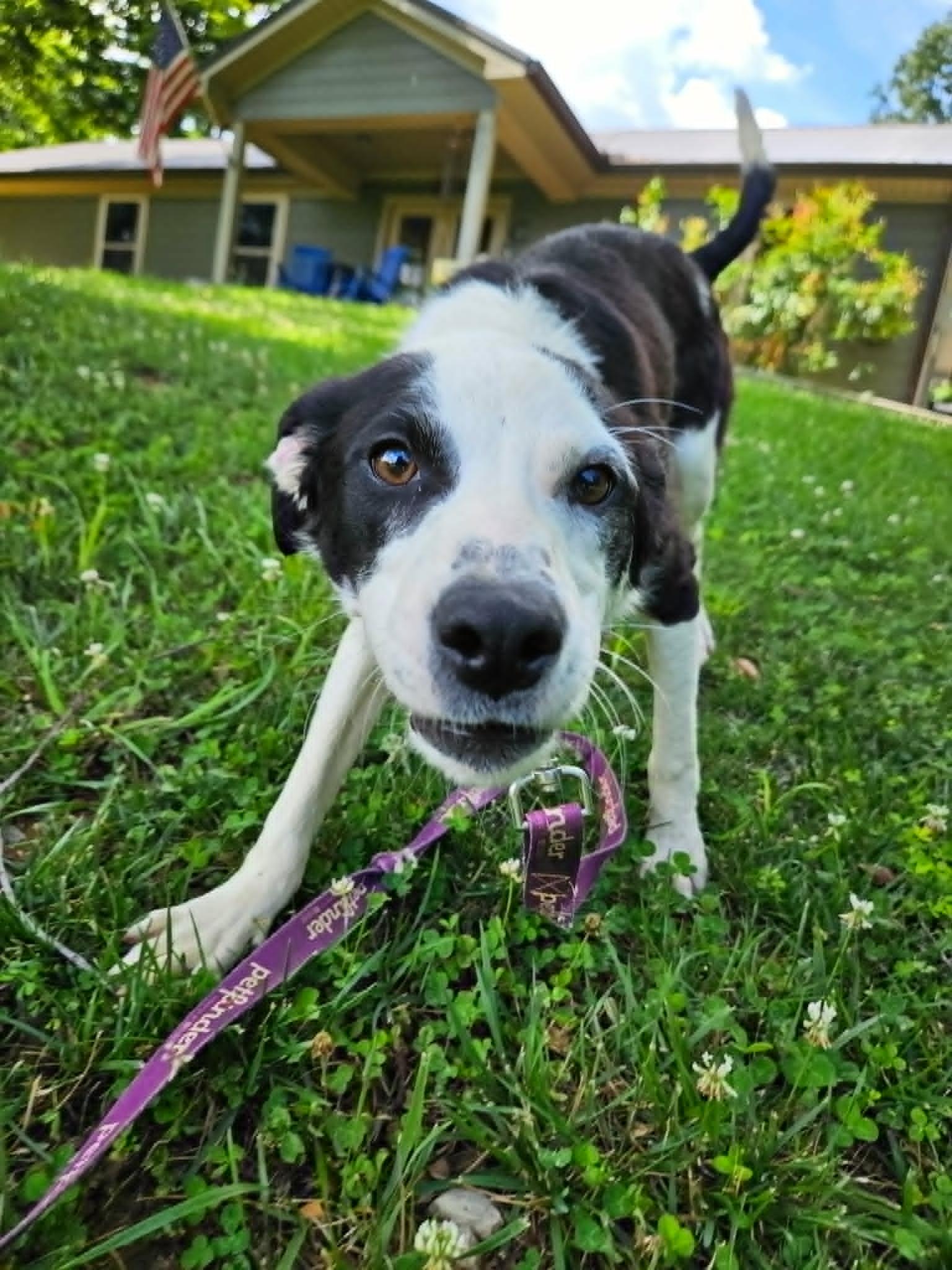 PeeWee, a ADOPTABLE mixed breed in Hilham, TN image 3/5
