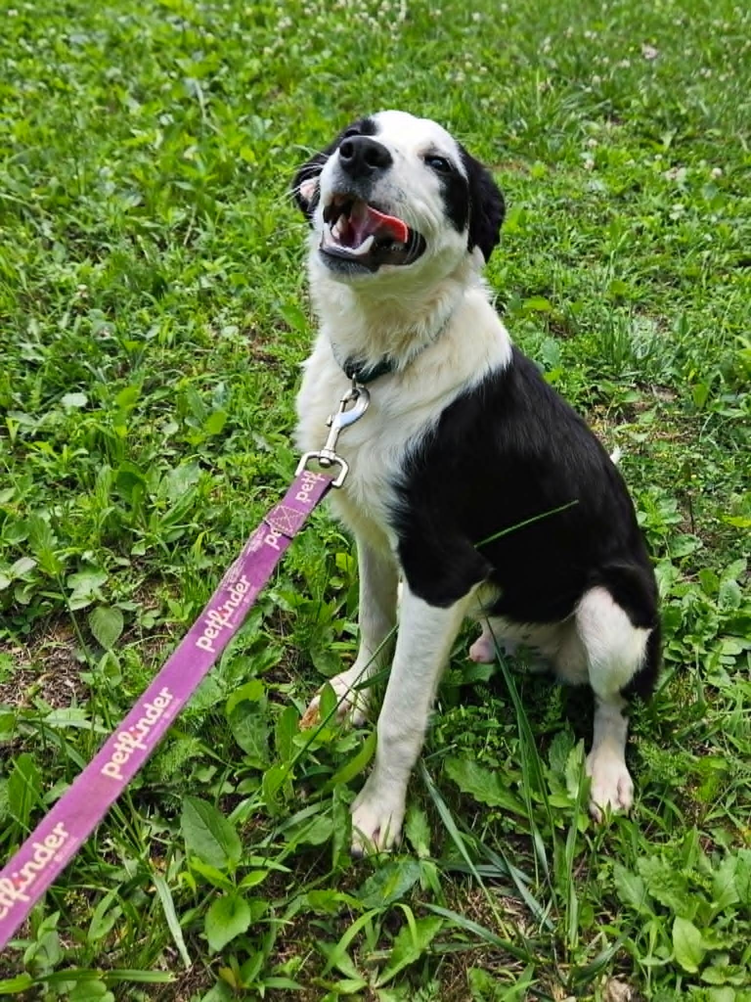 PeeWee, a ADOPTABLE mixed breed in Hilham, TN image 2/5
