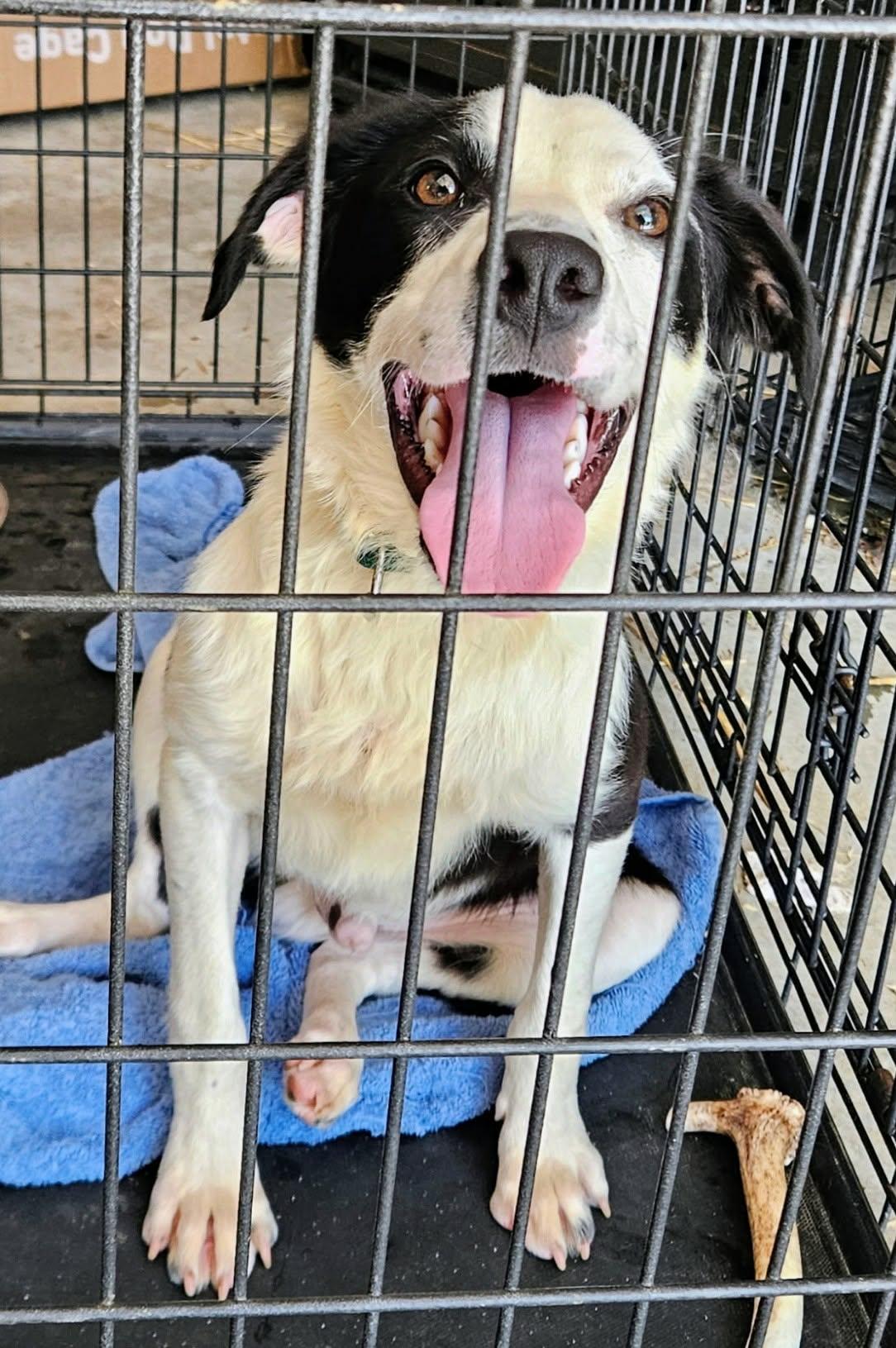 PeeWee, a ADOPTABLE mixed breed in Hilham, TN image 5/5