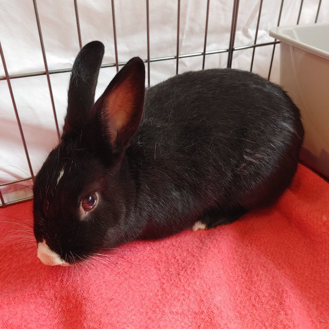 Enlarge Theodore & Gem, a Adoptable mixed breed in Vancouver, BC image 1/6