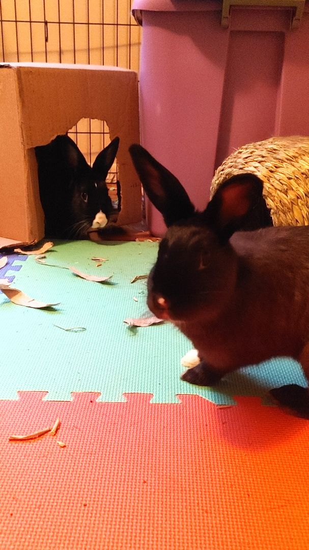 Enlarge Theodore & Gem, a Adoptable mixed breed in Vancouver, BC image 3/6
