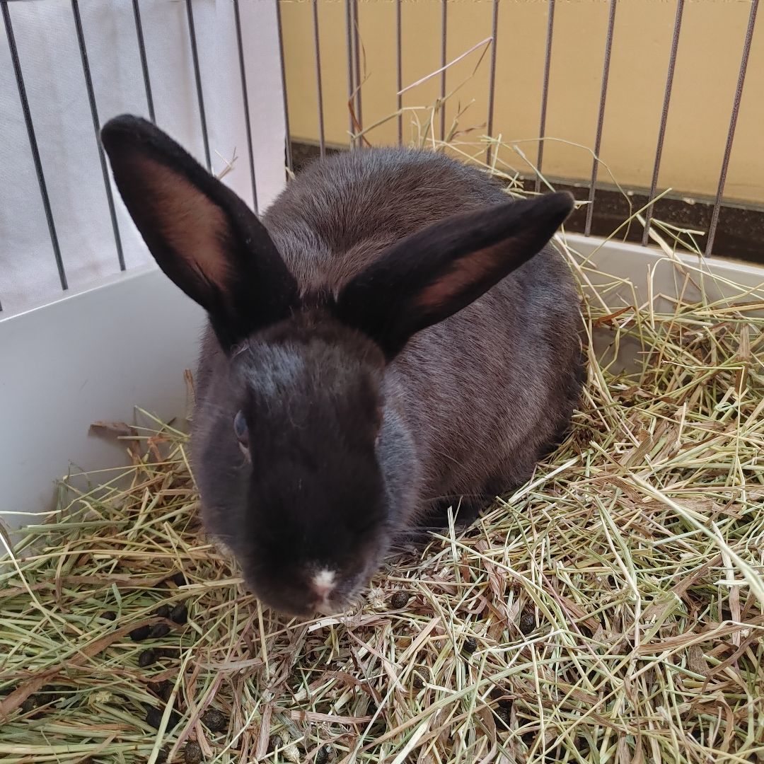 Enlarge Theodore & Gem, a Adoptable mixed breed in Vancouver, BC image 5/6