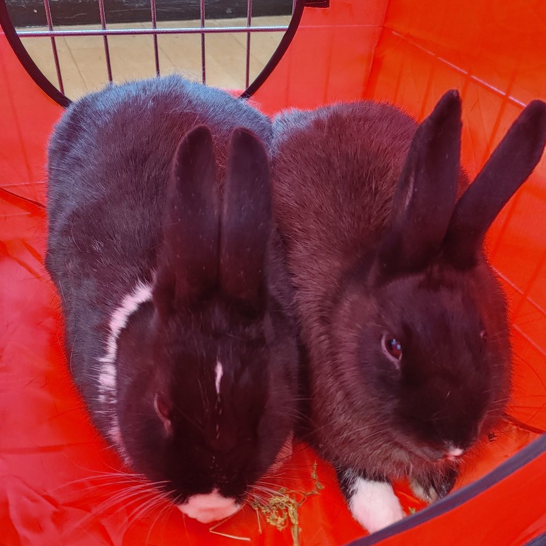Enlarge Theodore & Gem, a Adoptable mixed breed in Vancouver, BC image 6/6