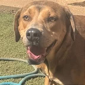 Rain, Adoptable, Adult Female Labrador Retriever.