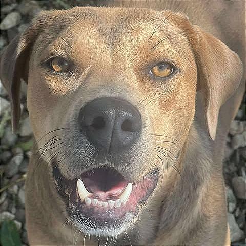 Enlarge Rain, a Adoptable mixed breed in Weatherford, TX image 1/6