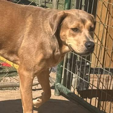 Enlarge Rain, a Adoptable mixed breed in Weatherford, TX image 2/6