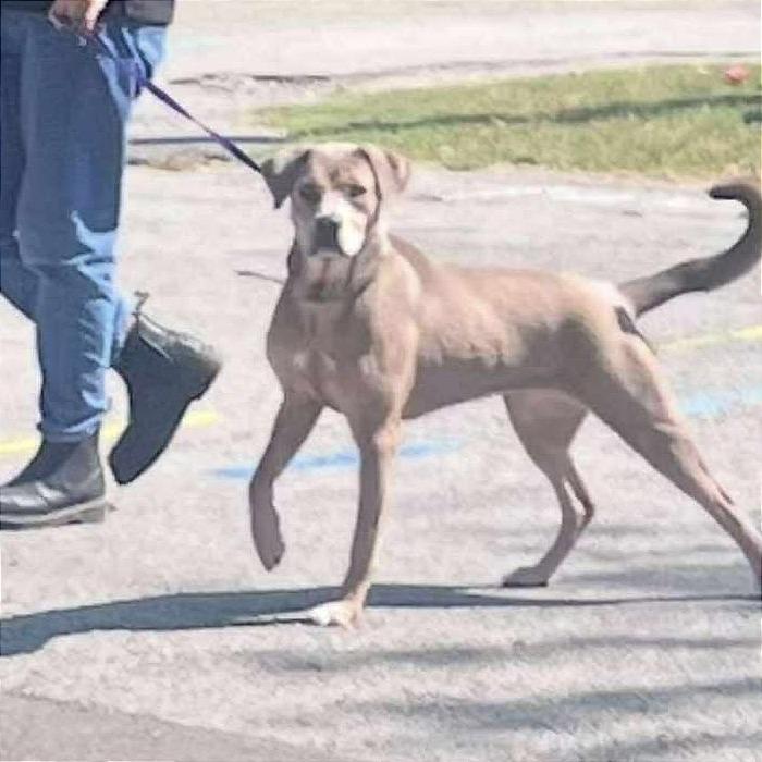 Enlarge Rain, a Adoptable mixed breed in Weatherford, TX image 3/6