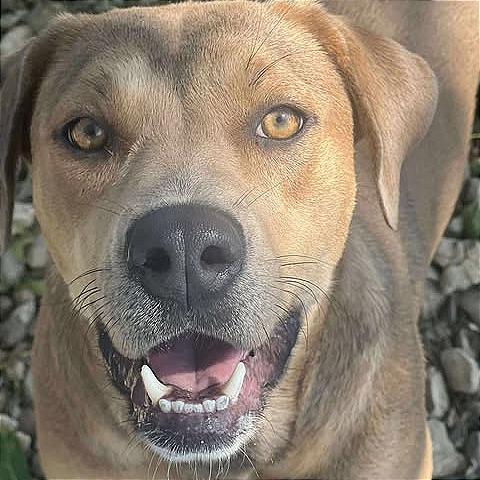 Enlarge Rain, a Adoptable mixed breed in Weatherford, TX image 4/6