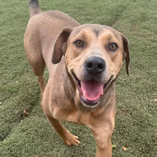 Enlarge Rain, a Adoptable mixed breed in Weatherford, TX image 4/6
