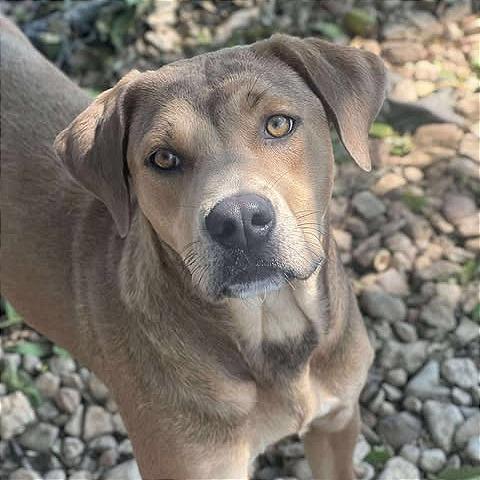 Enlarge Rain, a Adoptable mixed breed in Weatherford, TX image 5/6