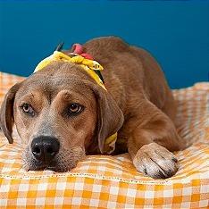 Enlarge Rain, a Adoptable mixed breed in Weatherford, TX image 6/6