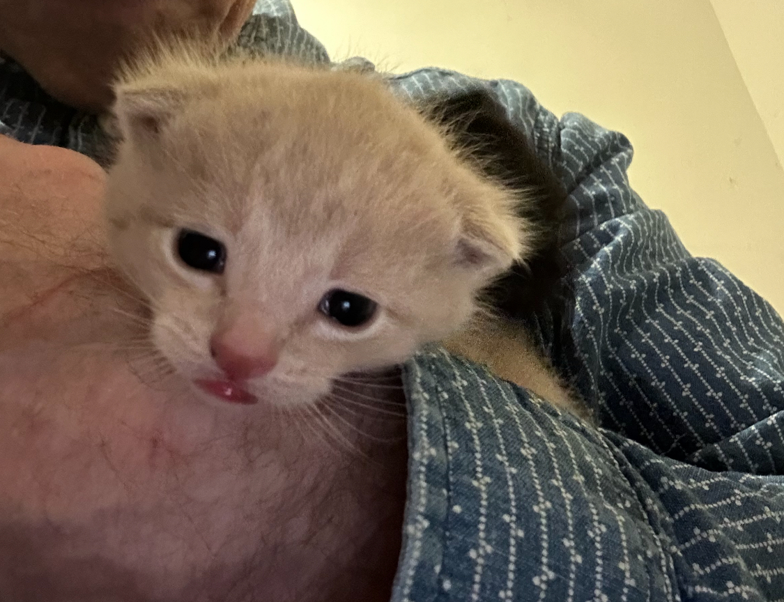 Phoenix (fka Ruby) (Affectionate Ginger Baby), Young Male Domestic Short Hair