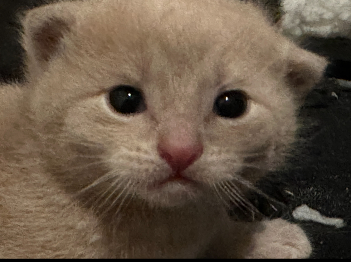 Phoenix (fka Ruby) (Affectionate Ginger Baby) photo 2