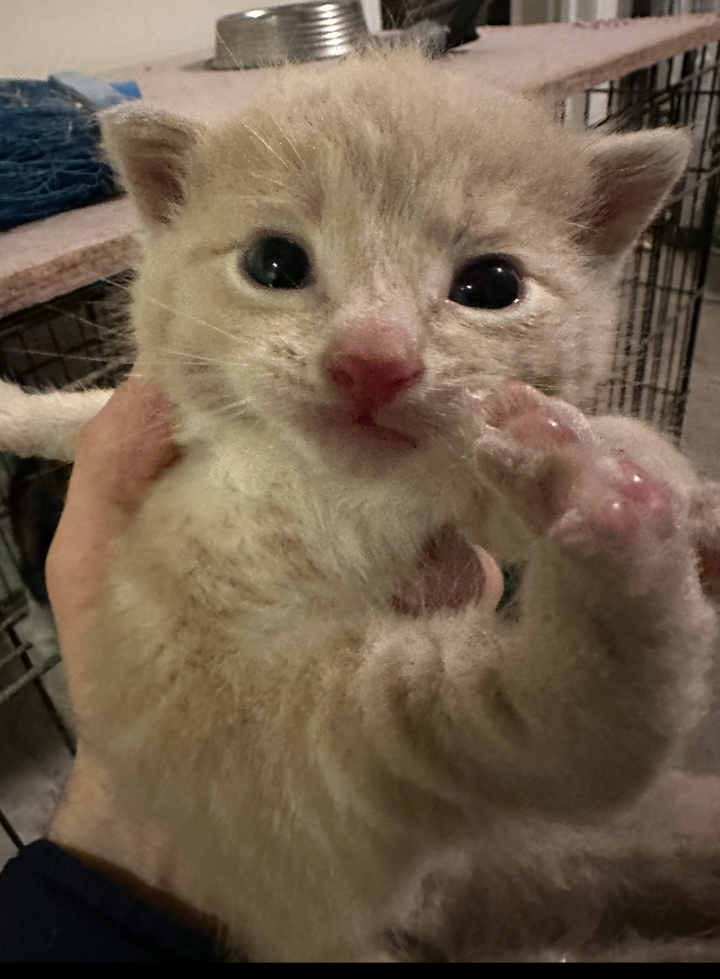 Phoenix (fka Ruby) (Affectionate Ginger Baby) photo 3