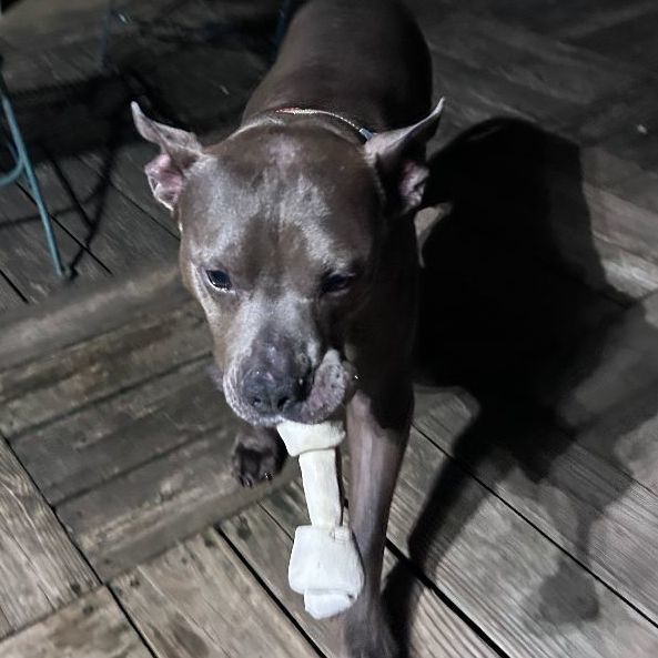 Enlarge Kaplan, a Adoptable mixed breed in Rochester, NY image 10/14