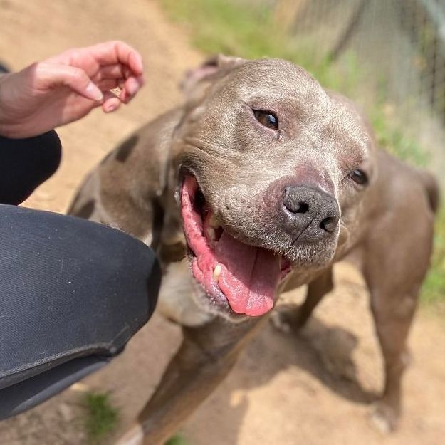 Enlarge Kaplan, a Adoptable mixed breed in Rochester, NY image 11/14