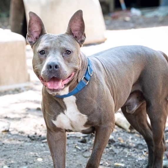 Kaplan, an adoptable French Bulldog, Staffordshire Bull Terrier in Rochester, NY, 14609 | Photo Image 1