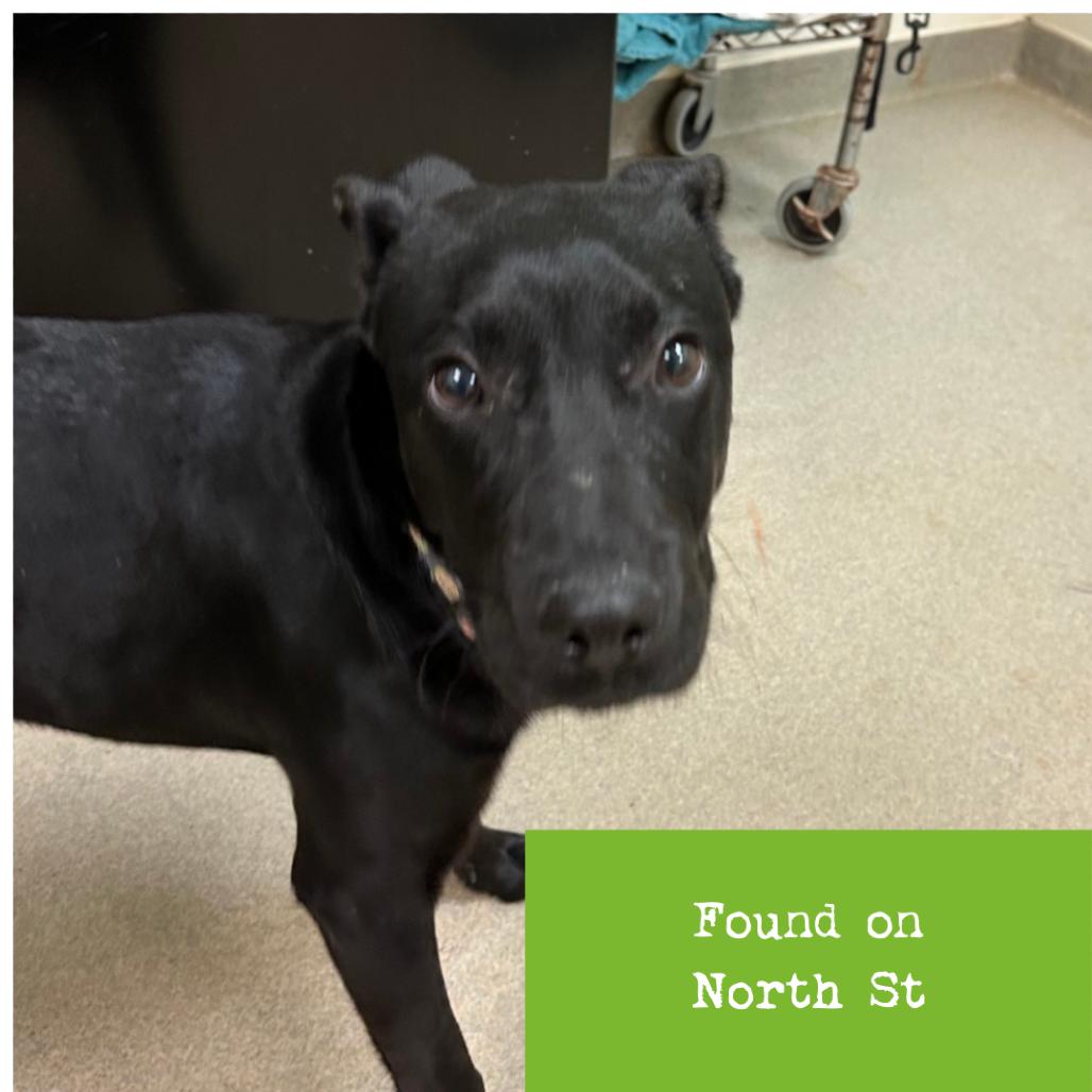 Grey Wind — thumbnail 2