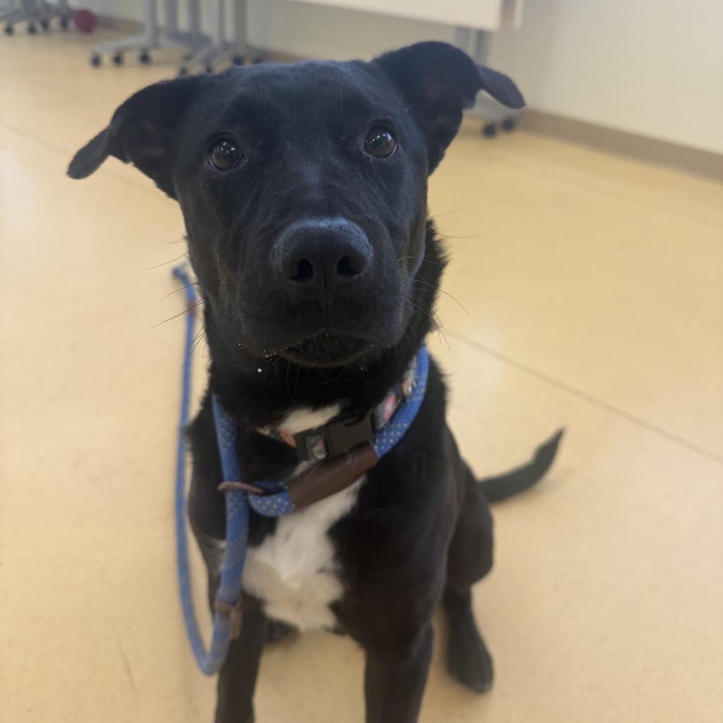 Grey Wind — thumbnail 3