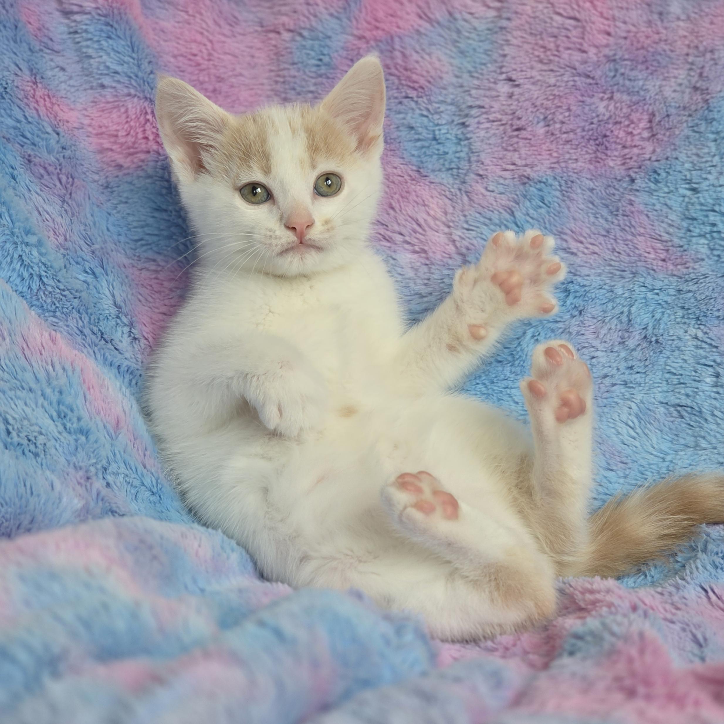 Ditto, an adopted mixed breed in Atlanta, GA image 6/6
