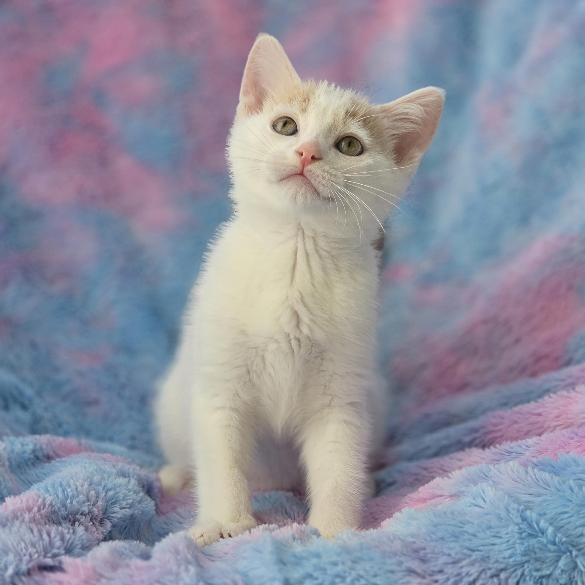 Ditto, an adopted mixed breed in Atlanta, GA image 2/6