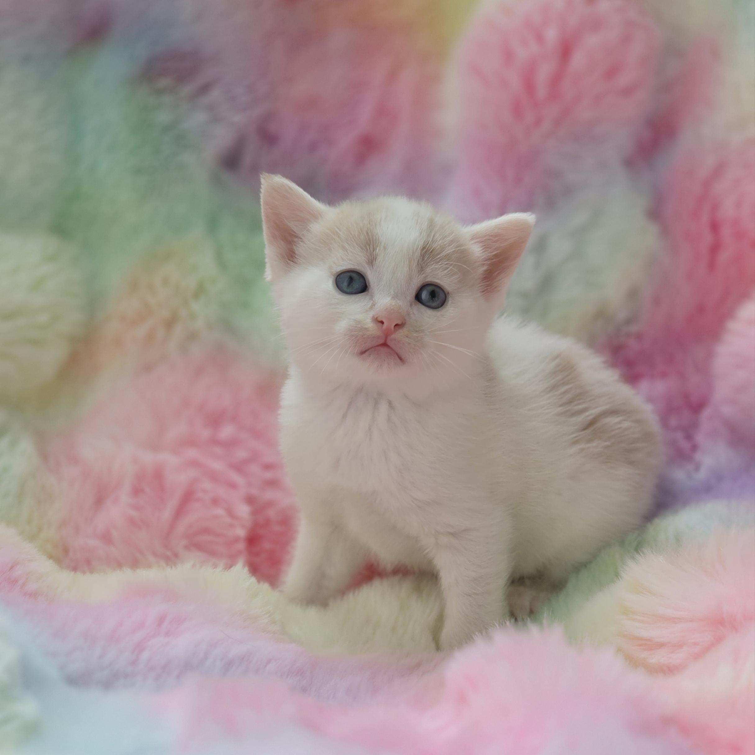 Ditto, adopted, Kitten Male Domestic Short Hair & Tabby.
