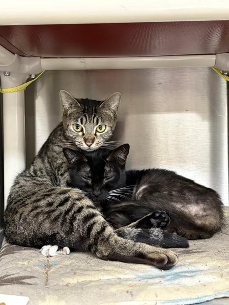 Phoebe, Adoptable, Adult Female Domestic Short Hair.