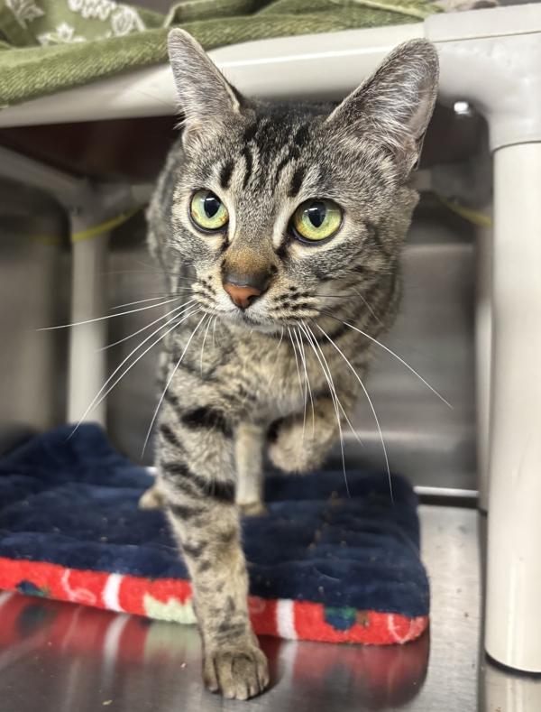 Phoebe, a Adoptable mixed breed in Vancouver, WA image 2/4