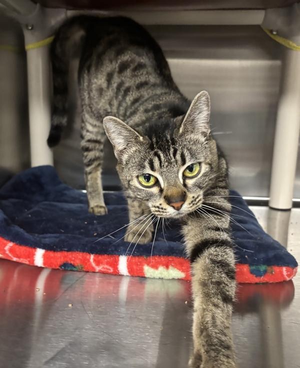 Phoebe, a Adoptable mixed breed in Vancouver, WA image 3/4