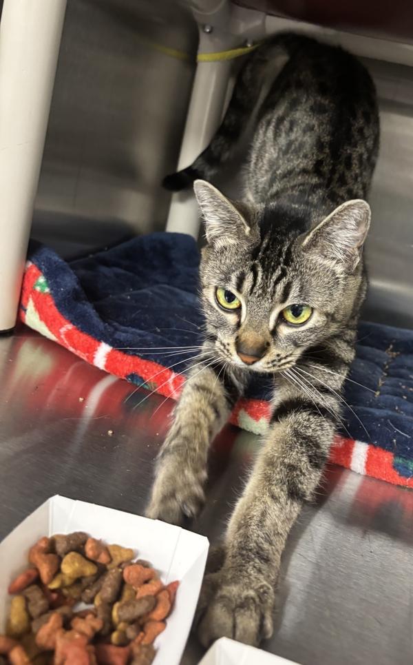 Phoebe, a Adoptable mixed breed in Vancouver, WA image 4/4