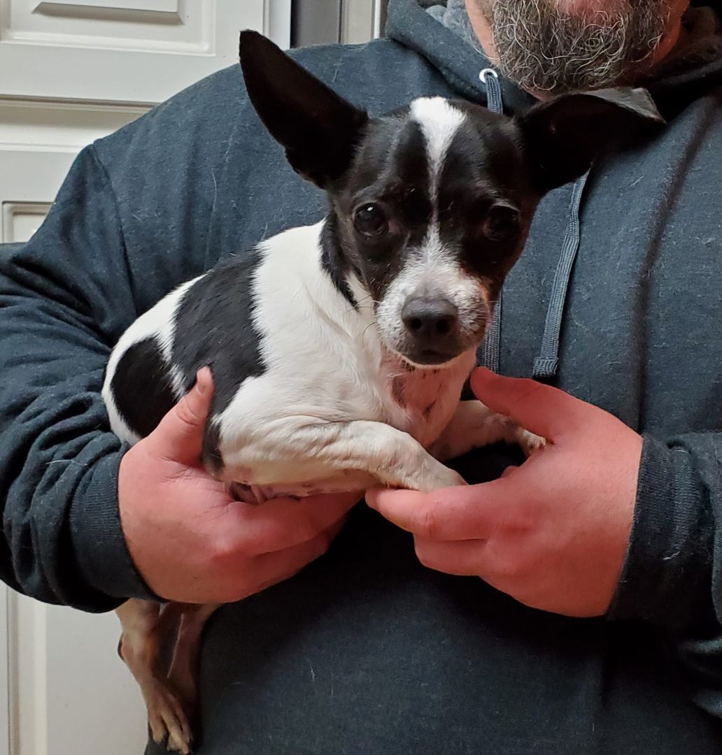 Squirt, Adopted, Adult Male Chihuahua.