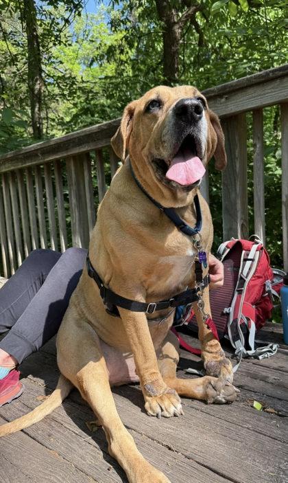 Jackson, a Adoptable Mixed Breed in Fairfax, VA image 1/3