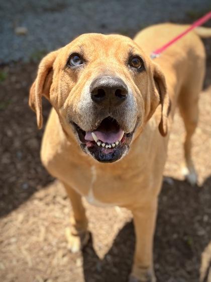 Jackson, a Adoptable Mixed Breed in Fairfax, VA image 2/3