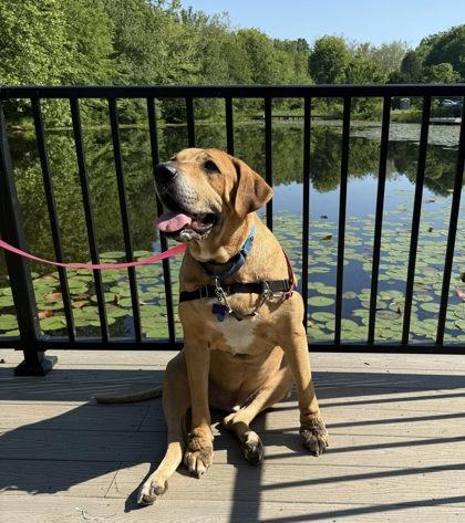 Jackson, a Adoptable Mixed Breed in Fairfax, VA image 3/3