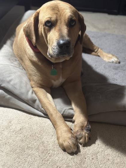 Enlarge Jackson, a Adoptable Mixed Breed in Fairfax, VA image 1/2