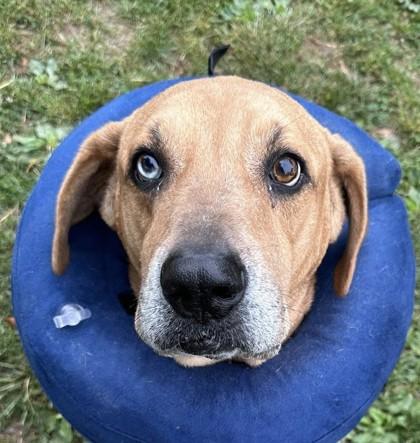 Enlarge Jackson, a Adoptable Mixed Breed in Fairfax, VA image 2/2