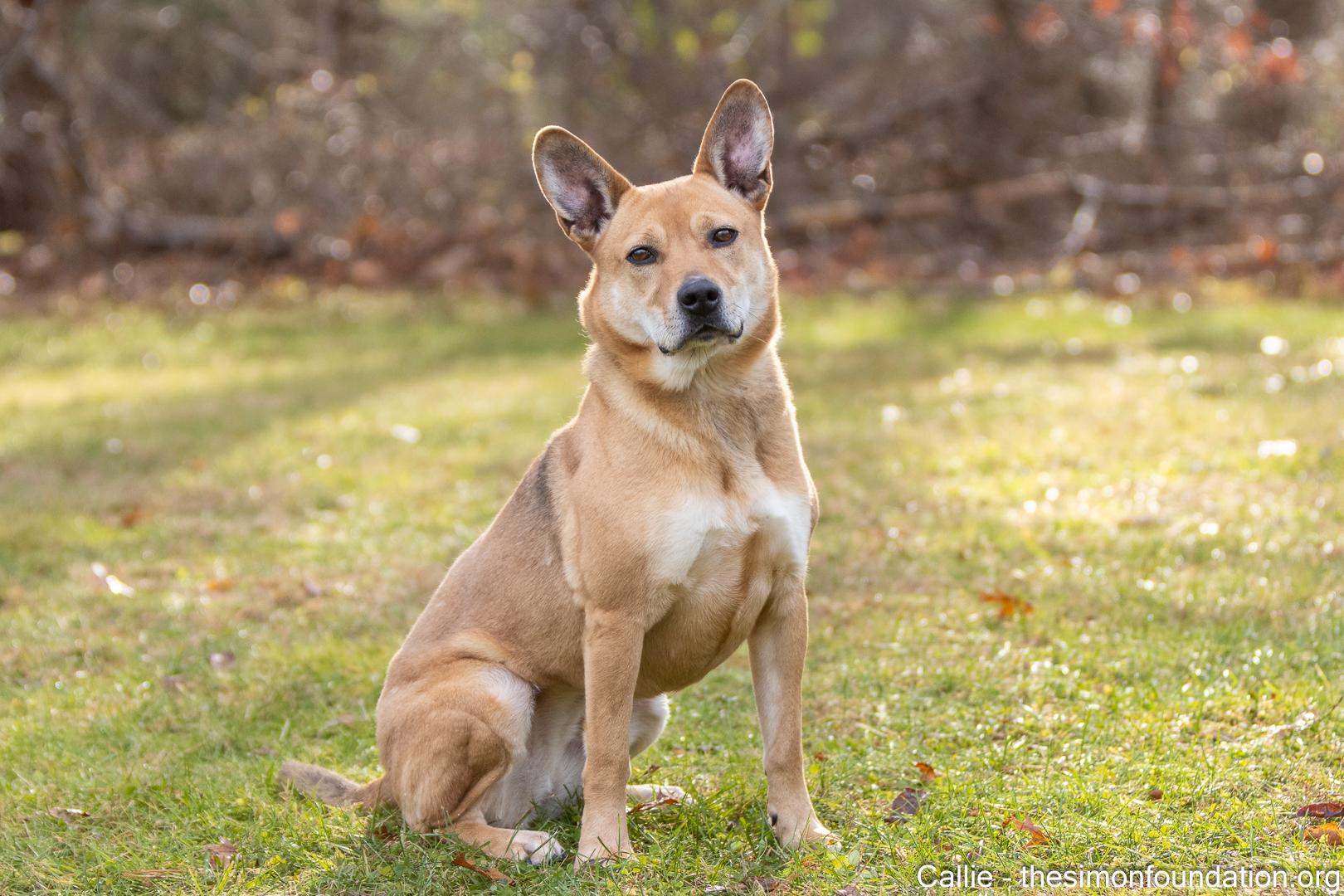 Enlarge Callie, a Adoptable mixed breed in Bloomfield, CT image 1/5