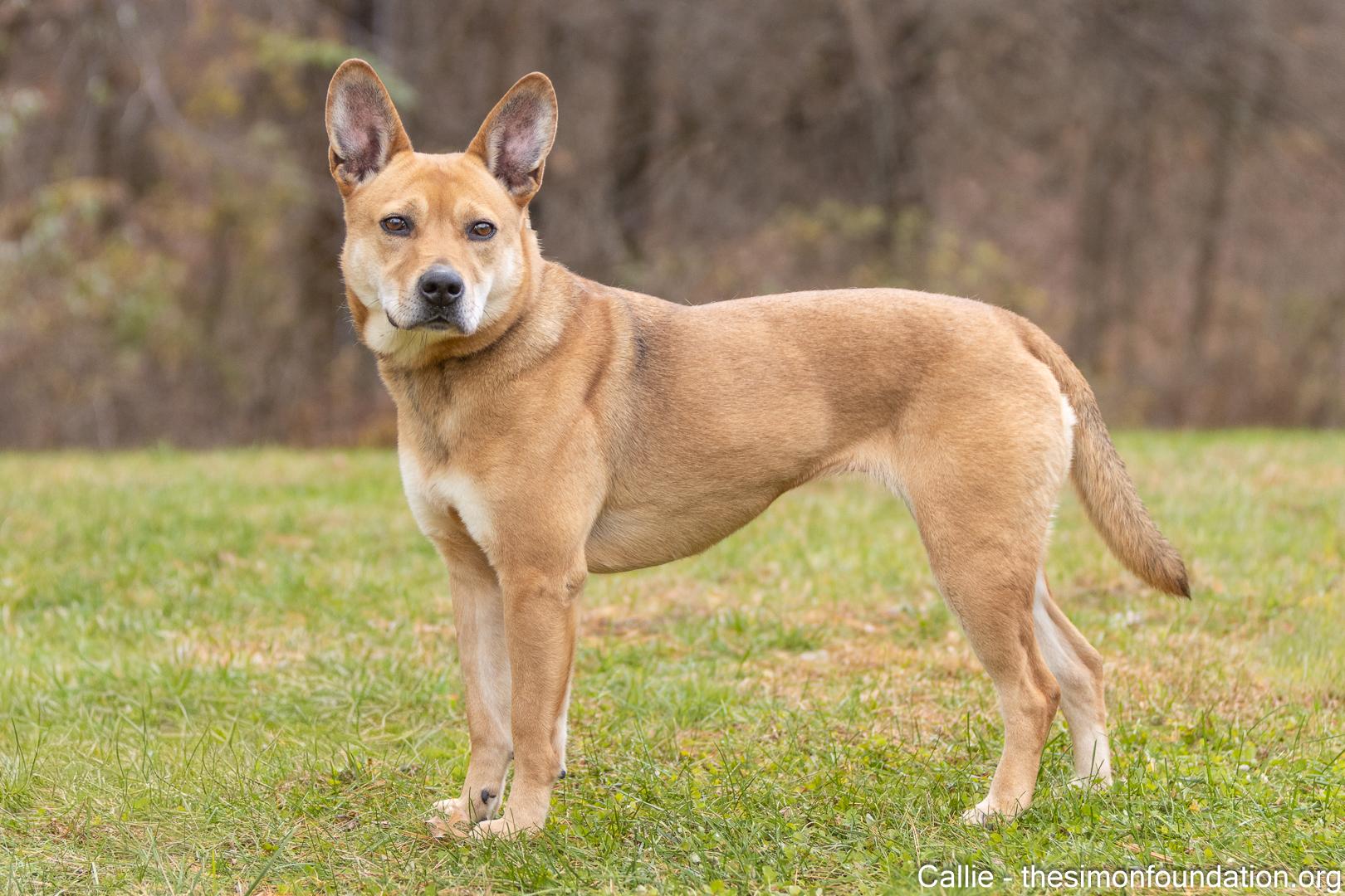 Enlarge Callie, a Adoptable mixed breed in Bloomfield, CT image 2/5