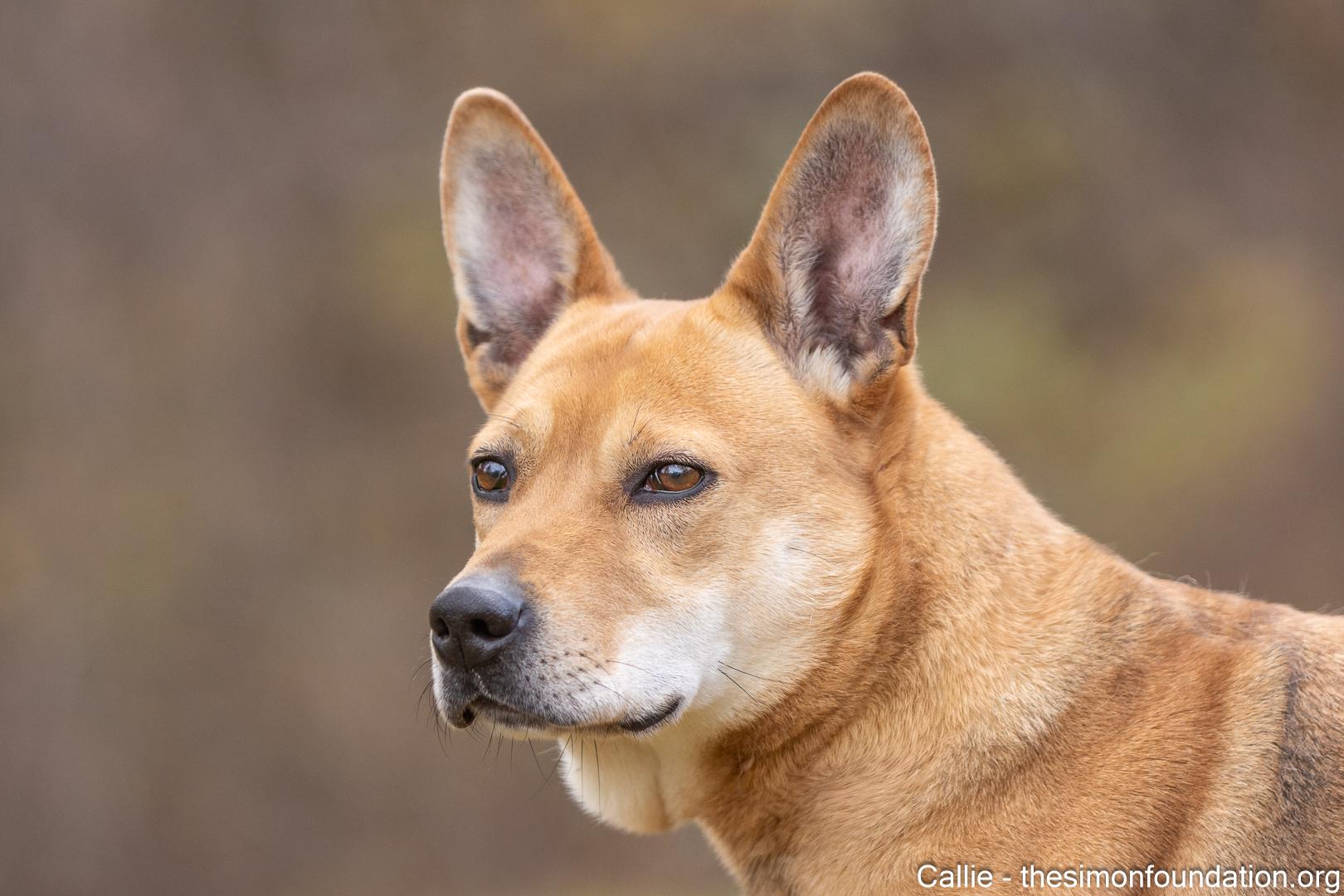 Enlarge Callie, a Adoptable mixed breed in Bloomfield, CT image 3/5
