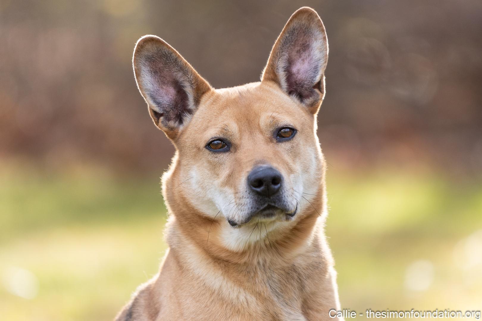 Enlarge Callie, a Adoptable mixed breed in Bloomfield, CT image 4/5