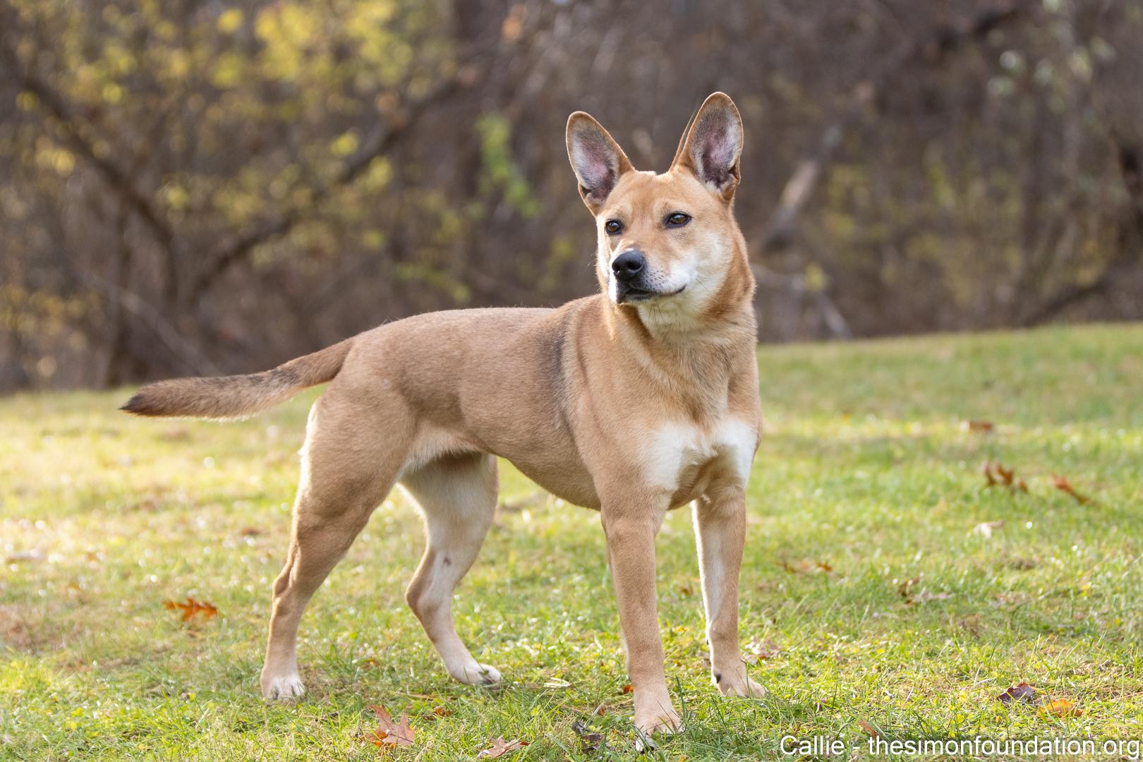 Enlarge Callie, a Adoptable mixed breed in Bloomfield, CT image 5/5