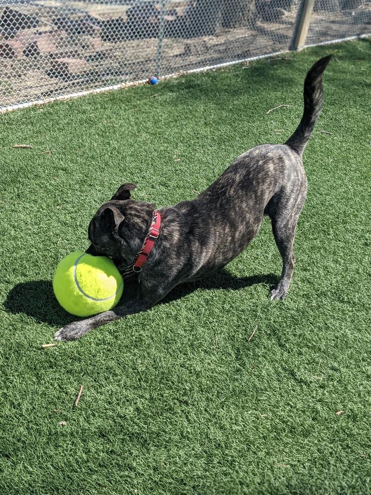Ritz, Adoptable, Adult Male German Shepherd Dog & Akita.