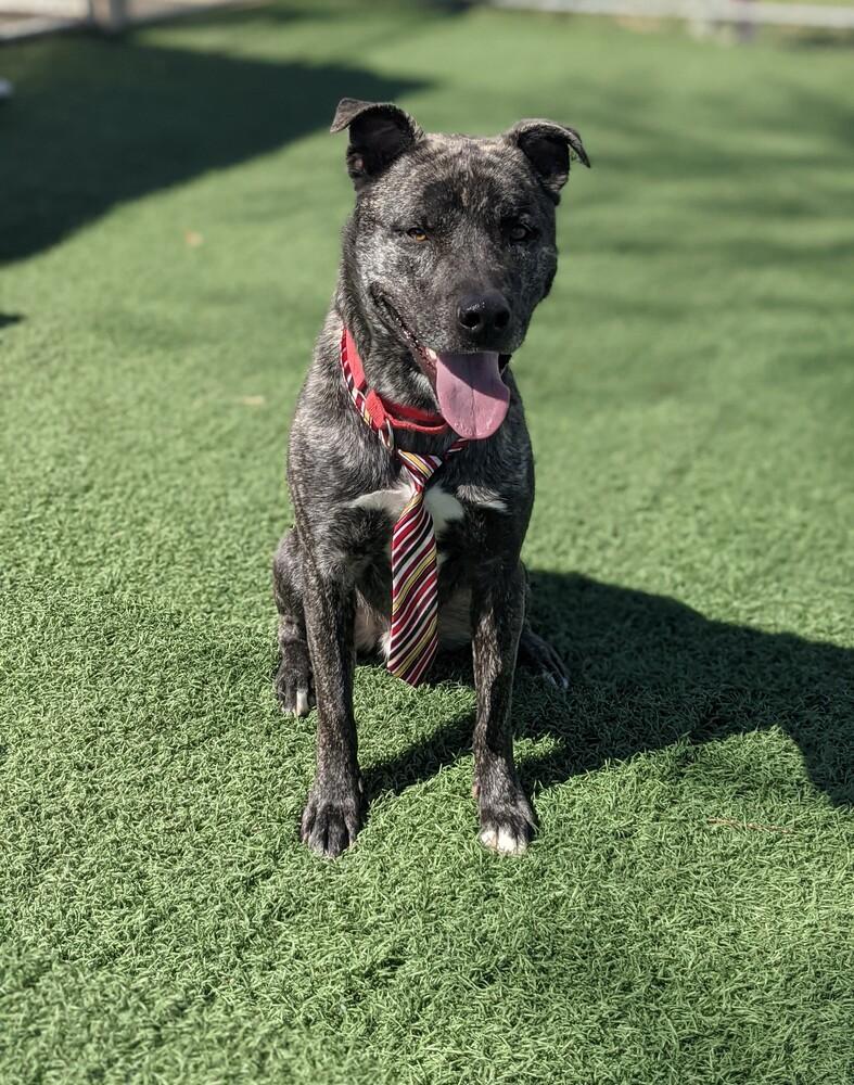 Enlarge Ritz, a Adoptable mixed breed in Papillion, NE image 2/6