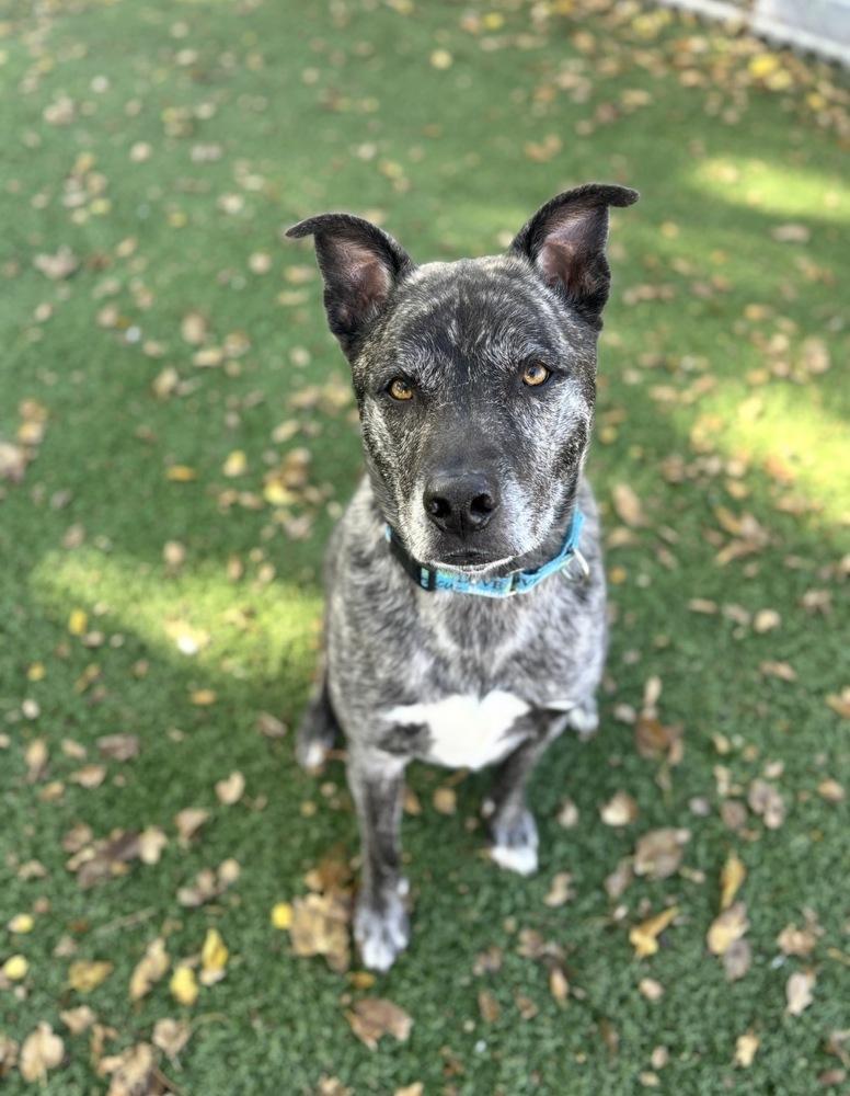 Enlarge Ritz, a Adoptable mixed breed in Papillion, NE image 5/6