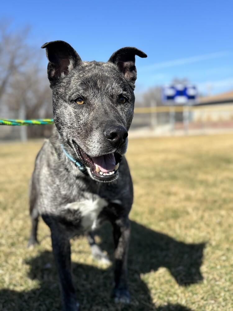 Enlarge Ritz, a Adoptable mixed breed in Papillion, NE image 6/6