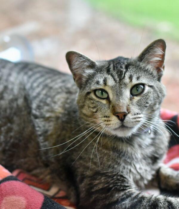 Chessie, Adoptable, Adult Female Domestic Short Hair.